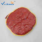 Professional Human Anatomical Model Medical Placental Model Attached To Umbilical Cord VIC-323