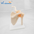 VIC-109 Medical Anatomical Shoulder Model / Shoulder Joint Model Labeled